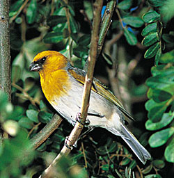 Photo of palila bird courtesy:  USGS