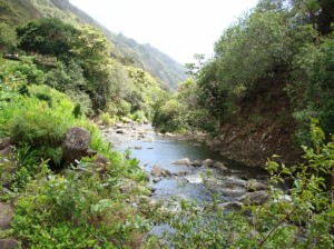 'Iao Valley Stream.  Photo by Wendy Osher.