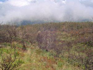 Forest Reserve Land in Upcountry, Maui. Photo by Wendy Osher.