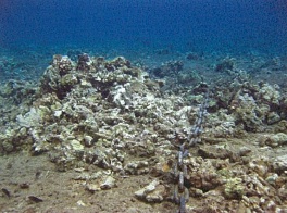 Kai Kanai Chain over coral.  Image from DLNR Land Board files.