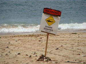 Shark Sighting signs were posted along a stretch of South Maui shoreline on Monday following a pre-dawn attack.  Photo by Wendy Osher. 