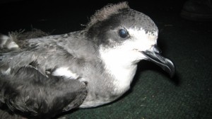Photo Courtesy Haleakala National Park: This 'ua'u (Hawaiian petrel) was grounded at Kahului Harbor October 2008. It's leg was broken, probably from hitting the ground.  The bird received medical treatment, was successfully rehabilitated and released. 