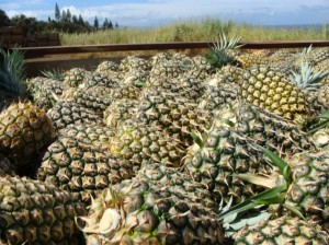 Field workers unloaded pallets of pineapple at the Haliimaile and Haiku fields today, hours after learing of the company's plans to end pineapple operations by the end of this year.  Photo by Wendy Osher.