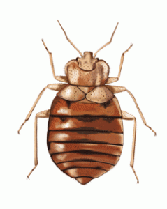 Have Bed Bugs Come to Hawaii? | Maui Now