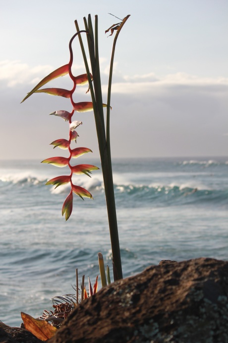 surf-heliconia-flower-waves