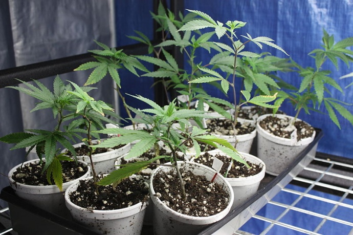 Home growers would be expected to keep plants under lock and key.