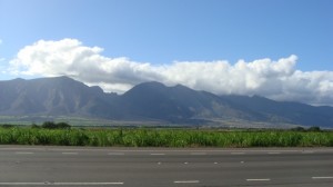 Central Maui sugar cane fields. File photo by Wendy Osher.