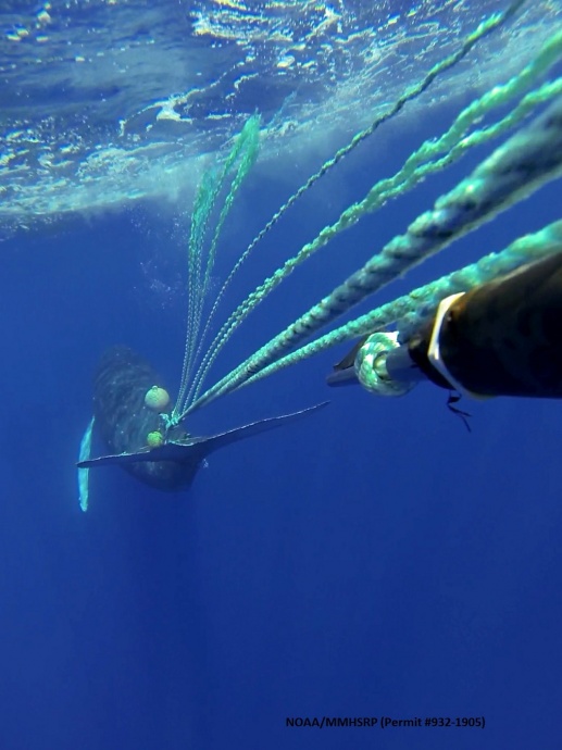 Whale entanglement.  Photo courtesy: Hawaiian Islands Humpback Whale National Marine Sanctuary.