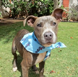 Buckley, the Dog of the Week at the Maui Humane Society. He's also known as "#27," which makes me sad, but I already have a dog: arguably one dog too many. Courtesy photo.