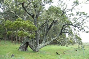 Native koa tree. Courtesy photo.
