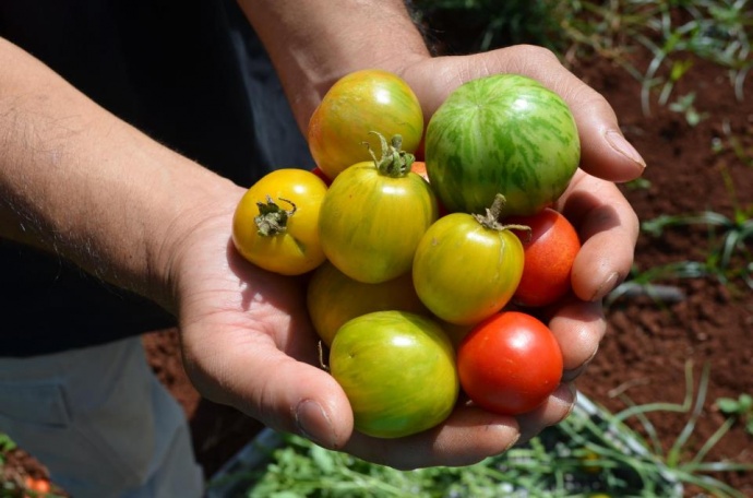 Locally grown tomatoes. Courtesy photo
