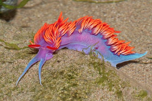 This is a nudibranch, peeps. Nature is a mind blower. Courtesy photo