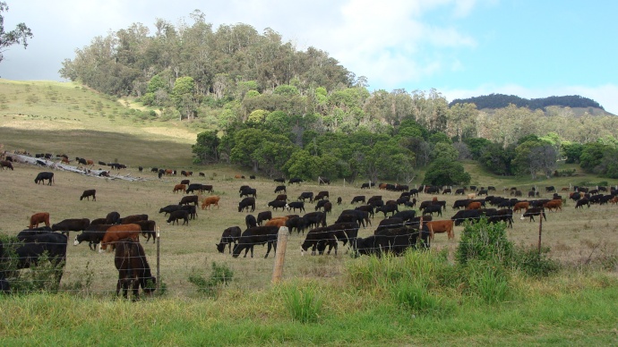 Ranching on Maui, file photo by Wendy Osher.