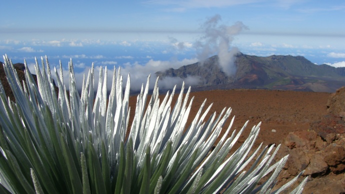 Haleakalā silversword landscape. Photo by Wendy Osher.