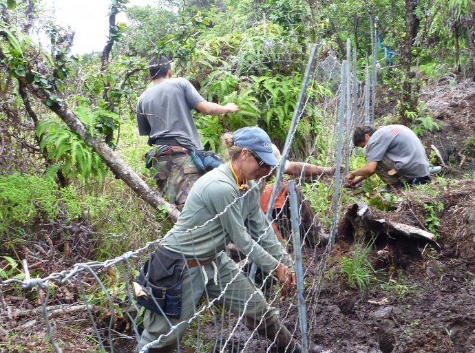 Hanawi Natural Area Reserve fence construction. Photo courtesy DLNR.