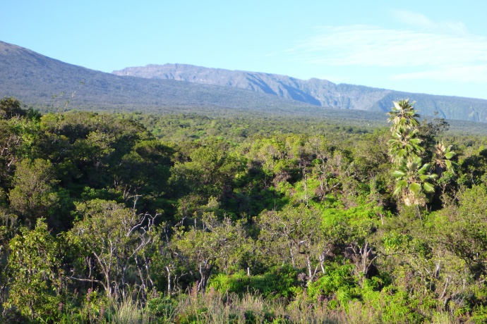 North Haleakala Hanawi Natural Area Reserve. Photo courtesy DLNR.