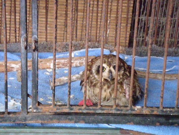 A pueo (owl) with two broken legs. Photo courtesy PETA.