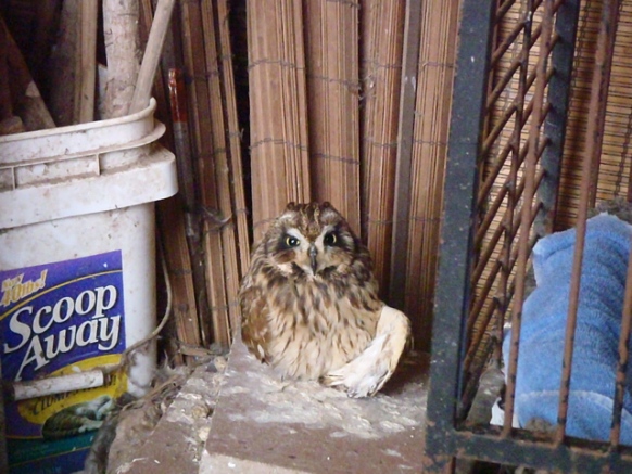 A pueo (owl) with an broken left wing. Photo courtesy PETA.