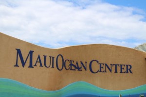 Maui Ocean Center. Photo by Wendy Osher.