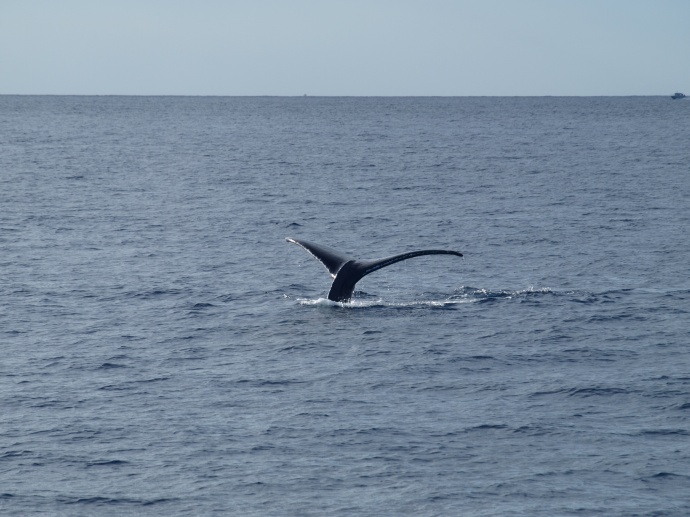 First Maui whale sighting of 2013.  Photo courtesy Pacific Whale Foundation.
