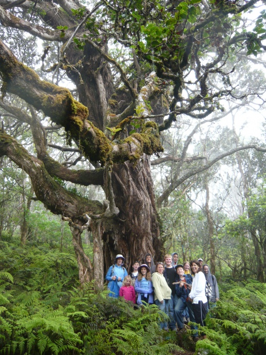 An ōhi‘a lehua tree in the Waikamoi Preserve was accepted for Exceptional Tree status in Maui County. Photo courtesy The Nature Conservancy Hawai'i Program.