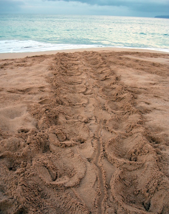 As sea turtles emerge onto beaches to lay their eggs, they leave distinctive 3 ft. wide tracks behind in the sand. Photo credit: Cheryl King.