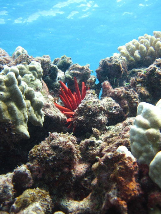 Coral reefs are often called the rainforests of the sea. They support various marine life while only comprising a small area of the ocean's surface. With vast number of species living within and around them, they are regarded as the most diverse marine habitat.  Credit: Micki Reams/NOAA