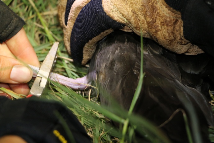 Nighttime Banding of Wedge-tailed Shearwaters. Photo courtesy DLNR.