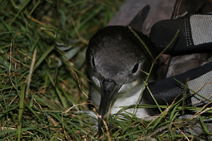 Nighttime Banding of Wedge-tailed Shearwaters. Photo courtesy DLNR.