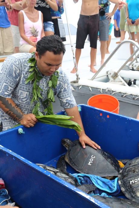 Turtle release 2015. Photo credit: Maui Ocean Center.