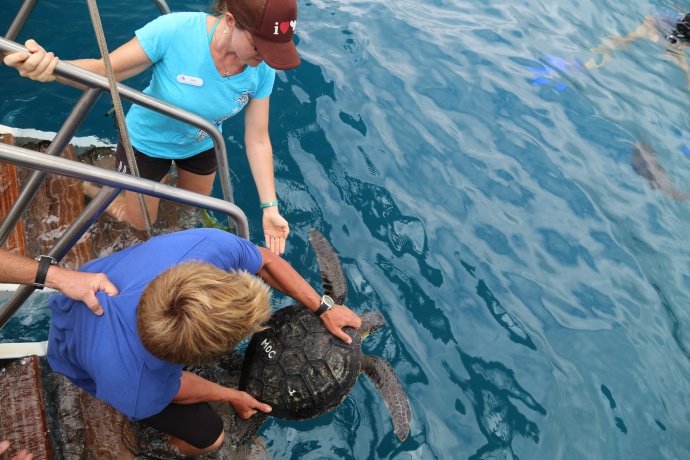 Turtle release 2015. Photo credit: Maui Ocean Center.