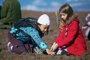 Students planting silverswords at Haleakalā.