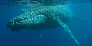 Robert and Ellen Raimo caught these images of a mom and baby humpback swimming in Maui waters on March 6, 2016. Courtesy photo.