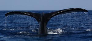 Humpback whale tail photographed by Robert Raimo on Feb. 29, 2016. Courtesy photo. 