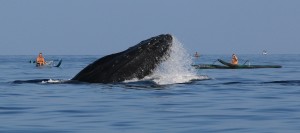 Humpback whale photographed by Robert Raimo (Feb. 2016). Courtesy photo. 