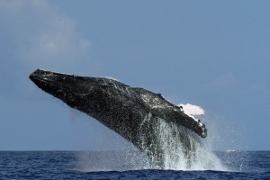 humpback whale robert and ellen raimo