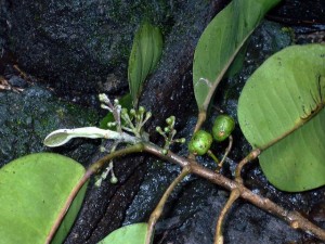 Courtesy Photo:  Melicope ovalis - only found in East Maui. Â© Hank Oppenheimer/Plant Extinction Prevention Program