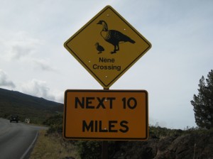 Crossing signs alert motorists to slow moving nene found at Haleakala National Park.  Image courtesy Haleakala National Park Service.