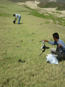 Conservancy field staff collect the dead shearwaters strewn over grassy dunes of Mo`omomi Preserve on Moloka`i.  Photo credit: Nature Conservancy.