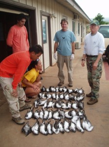 State wildlife biologist Fern Duvall (at right) at the Conservancy's Moloka`i office with 50 dead wedge-tailed shearwaters.  Photo credit: Nature Conservancy