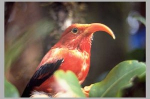 Title: Iiwi Honeycreeper Description: While still common at higher elevations, iiwi are extremely susceptible to avian malaria. Mortality is as high as 90% after exposure to a single infective mosquito bite under laboratory conditions. Location: USA Photographer: Carter Atkinson, U.S. Geological Survey 