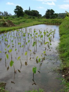 E. Maui farmers urged to submit survey that could have impact on future instream flow standards.  Photo of Keanae Loi by Wendy Osher 2009)