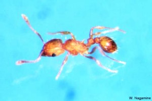 Fire ant image courtesy W. Nagamine & the Hawaiʻi State Department of Agriculture.
