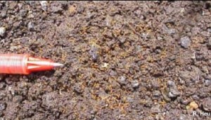 Photo of fire ant colony courtesy R. Heu and the Hawaii State Department of Agriculture.