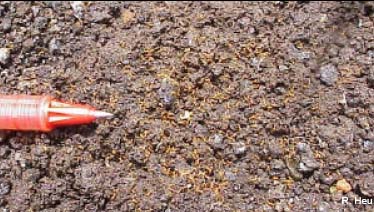 Photo of fire ant colony courtesy R. Heu and the Hawaiʻi State Department of Agriculture.