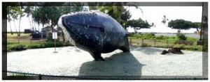 The Whale Day is celebrated every year at Kalama Park in Kihei.