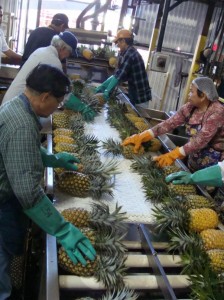 Workers at the ML&P Kahului Cannery work to process the company's final harvest on Wednesday.  Photo by Wendy Osher.