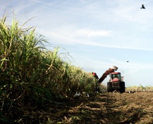Sugar cane harvesting. File photo.