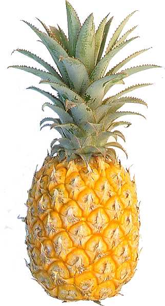 Hawaiian pineapple