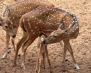 Axis deer, file photo courtesy The Nature Conservancy and DLNR.